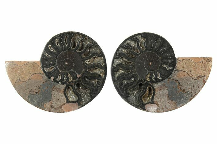 Cut & Polished Ammonite Fossil - Unusual Black Color #250466